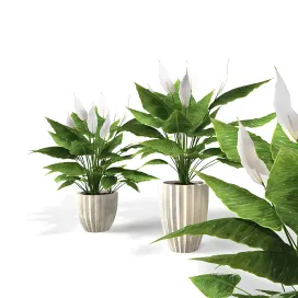 Spathiphyllum